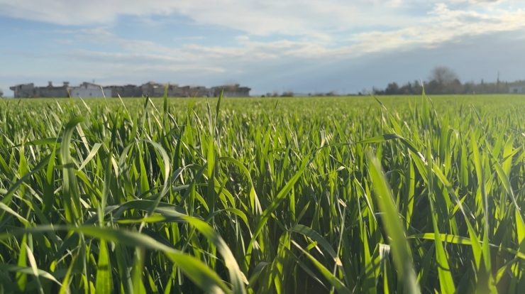 ’tarım Kenti’ Şanlıurfa Yağışa Doydu