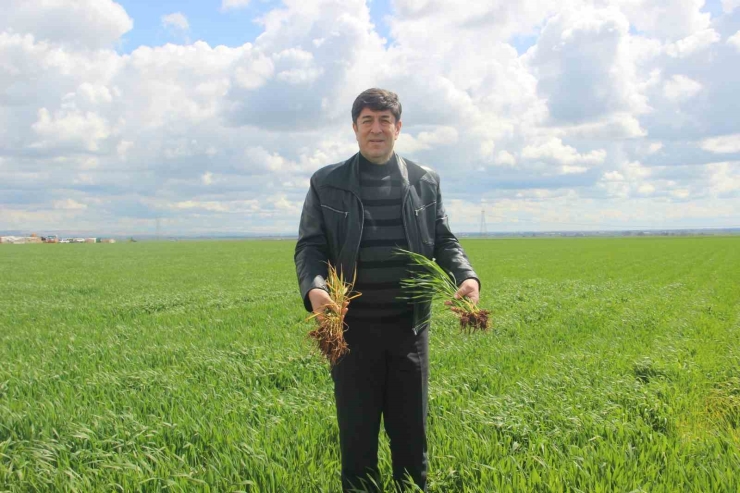 ’tarım Kenti’ Şanlıurfa Yağışa Doydu