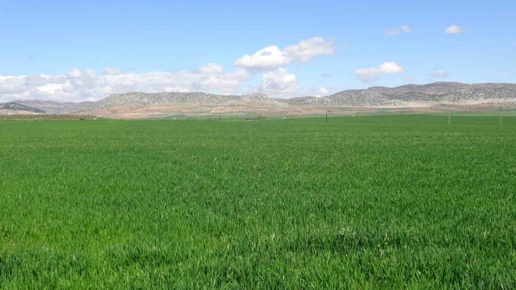 Yağışlar Buğday Üreticisinin Yüzünü Güldürdü