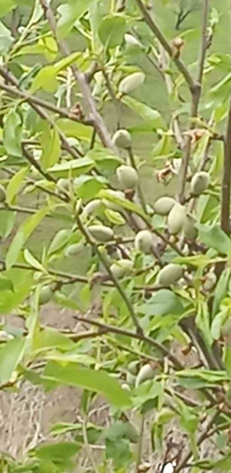 Çermik’te Yılın İlk Çağla Hasadı Başladı