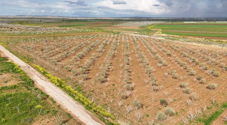 Antep Fıstığının Sürgün Gelişiminde Karagöz Kurdu Ve Kabuklu Bit Riski