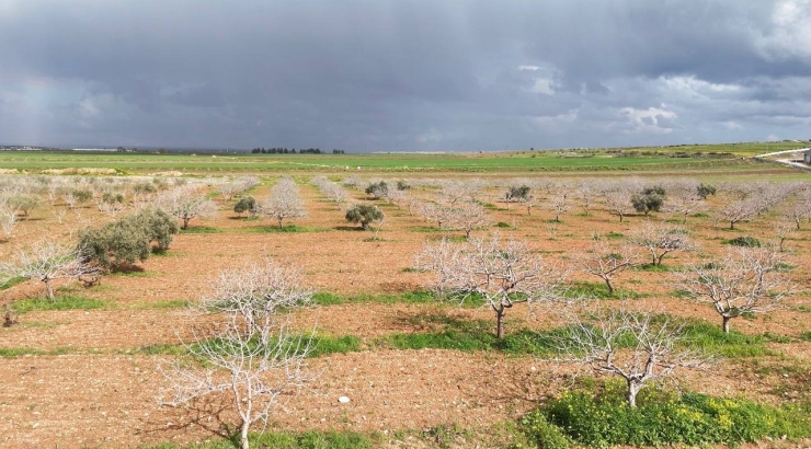 Antep Fıstığının Sürgün Gelişiminde Karagöz Kurdu Ve Kabuklu Bit Riski