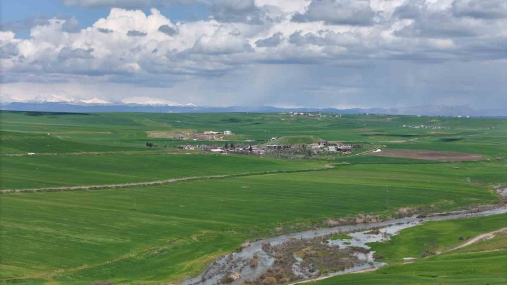 Jandarma Eşliğinde Ektiği 250 Dönüm Tarla İddiaya Göre Akrabaları Tarafından İlaçlanarak Kurutuldu