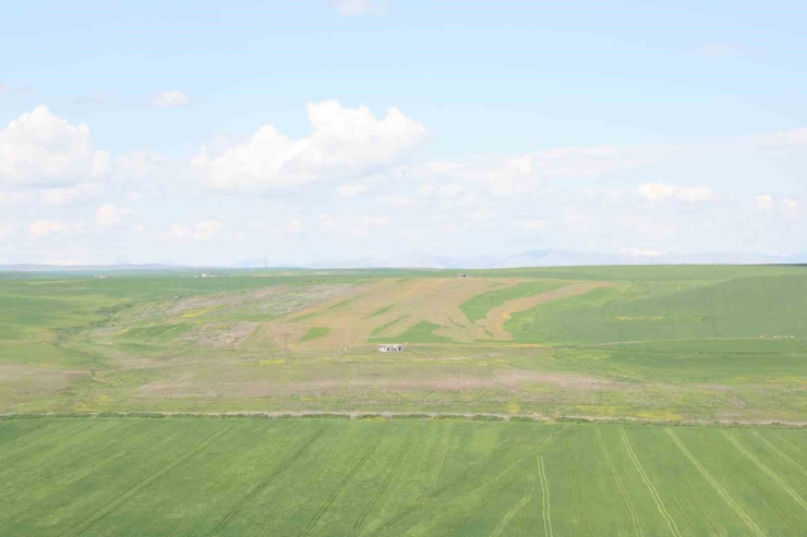 Jandarma Eşliğinde Ektiği 250 Dönüm Tarla İddiaya Göre Akrabaları Tarafından İlaçlanarak Kurutuldu