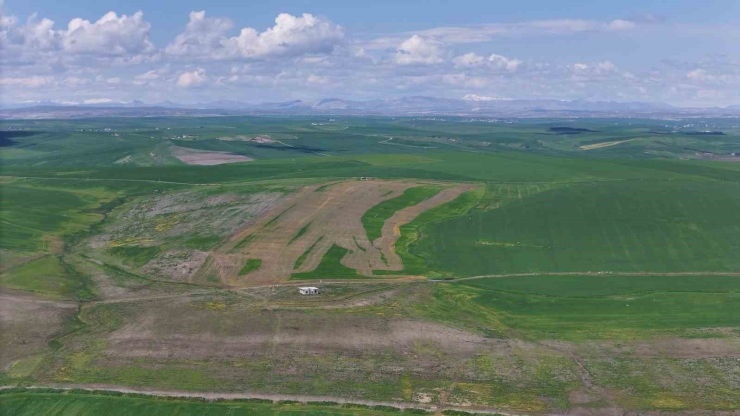 Jandarma Eşliğinde Ektiği 250 Dönüm Tarla İddiaya Göre Akrabaları Tarafından İlaçlanarak Kurutuldu