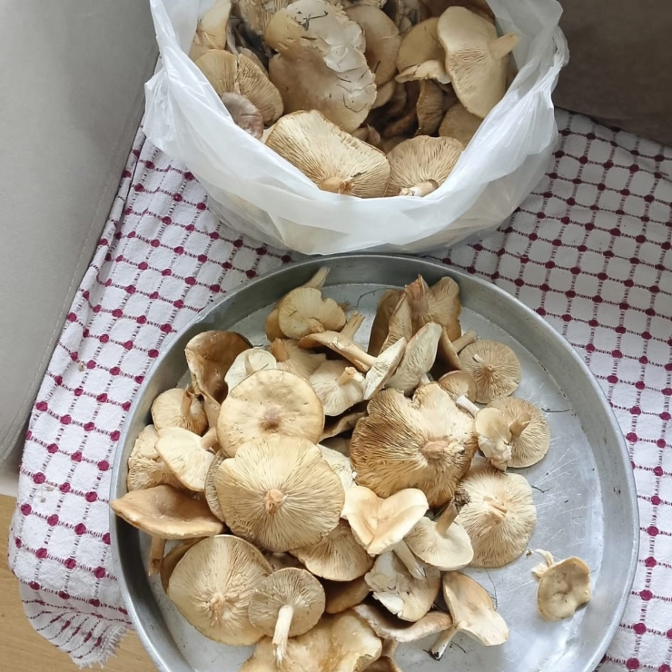 Diyarbakır Kırsalında Çıkan Mantarlar Toplanmaya Başlandı