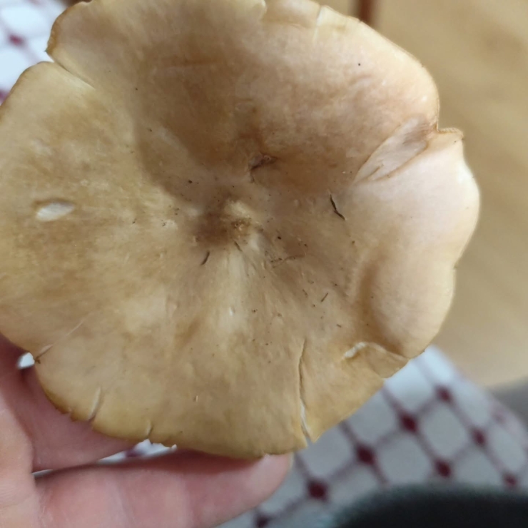 Diyarbakır Kırsalında Çıkan Mantarlar Toplanmaya Başlandı