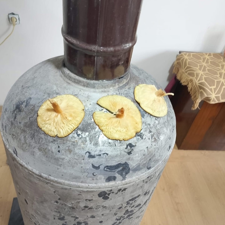 Diyarbakır Kırsalında Çıkan Mantarlar Toplanmaya Başlandı