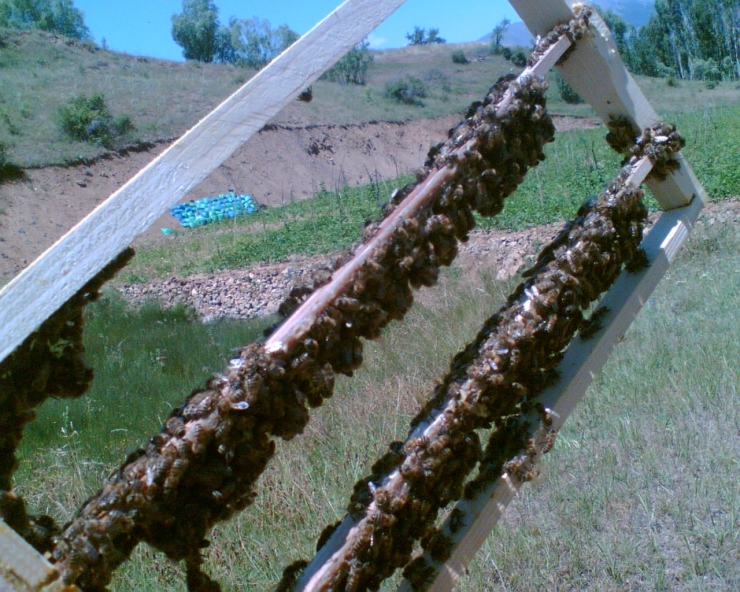 ’süper Gıda’ Arı Sütü Malatya’da Mercek Atında