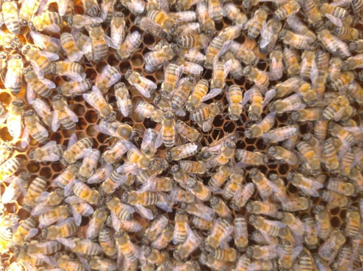 ’süper Gıda’ Arı Sütü Malatya’da Mercek Atında