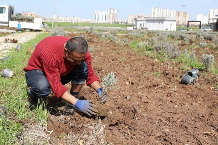 Yenişehir’de Lavanta Mevsimi Başlıyor