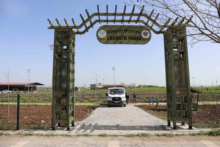 Yenişehir’de Lavanta Mevsimi Başlıyor