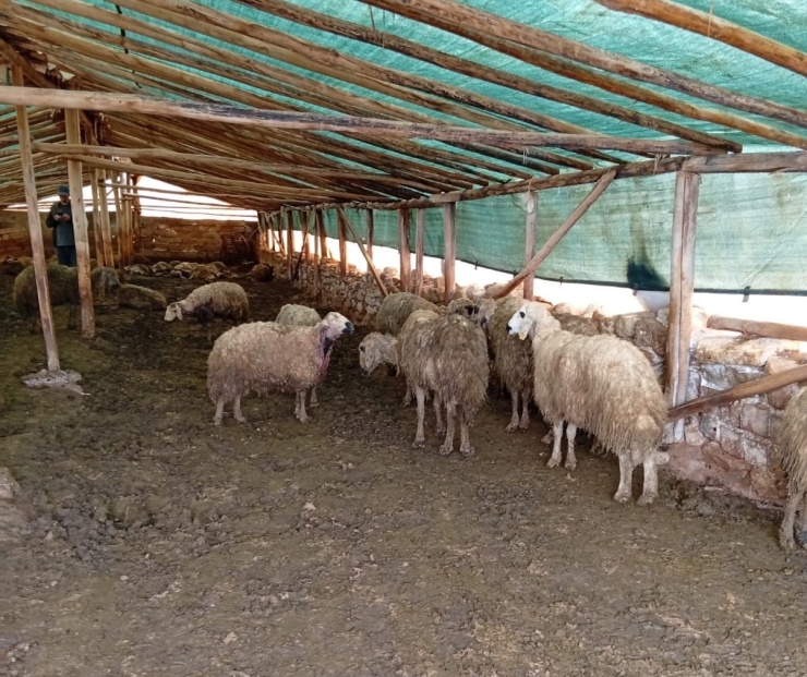 Malatya’da Ağıla Giren Kurt 30 Koyunu Telef Etti