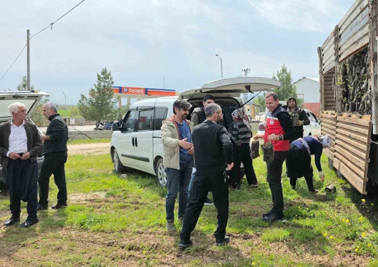 Dicle’de Çiftçilere Yüzde 100 Hibeli Bin 176 Adet Fıstık Çöğürü Dağıtıldı