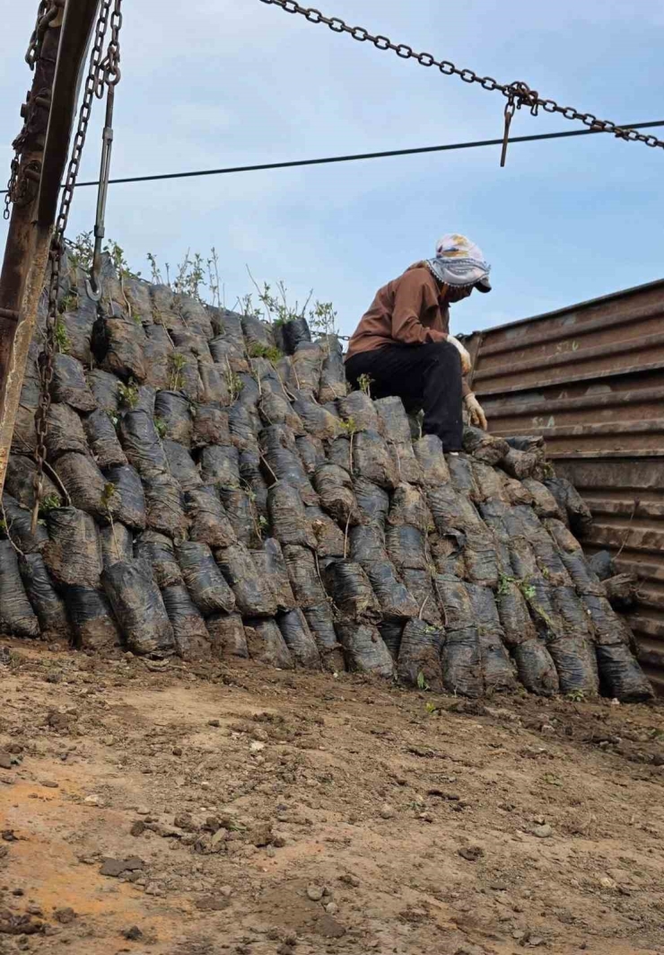 Dicle’de Çiftçilere Yüzde 100 Hibeli Bin 176 Adet Fıstık Çöğürü Dağıtıldı