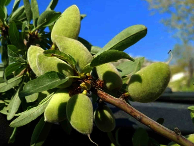 Araban’ın Yerli Badem Çağlası Sofralarda Yerini Aldı