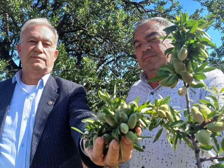 Araban’ın Yerli Badem Çağlası Sofralarda Yerini Aldı