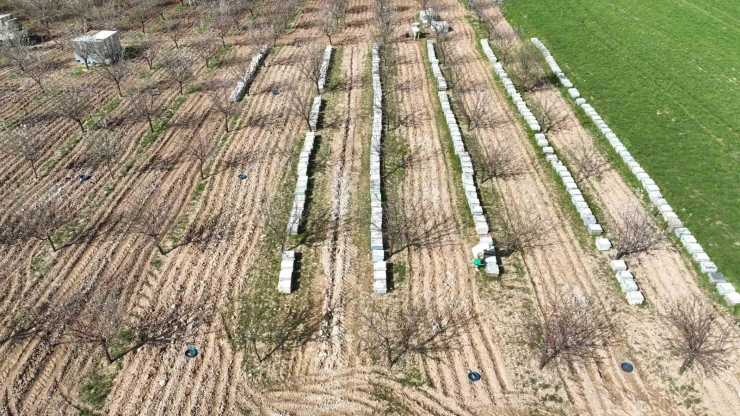 Şanlıurfa Badem Üretiminde Adıyaman İle Yarışıyor