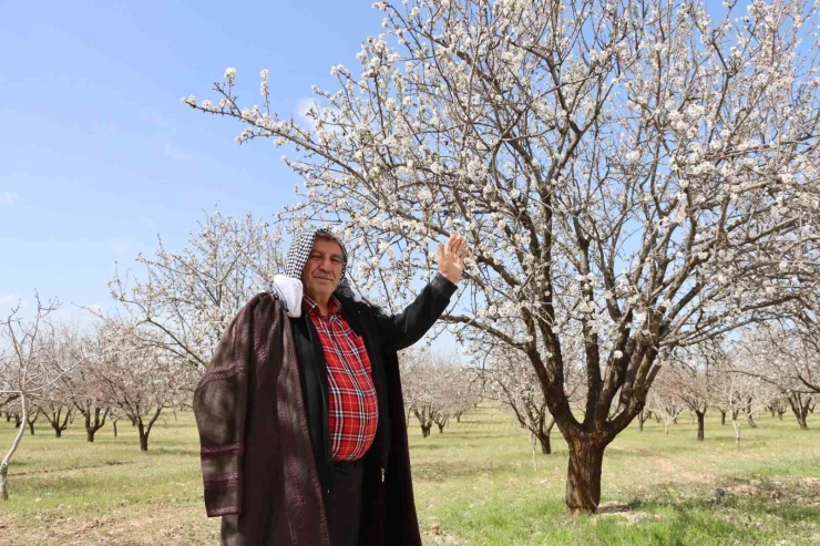 Şanlıurfa Badem Üretiminde Adıyaman İle Yarışıyor