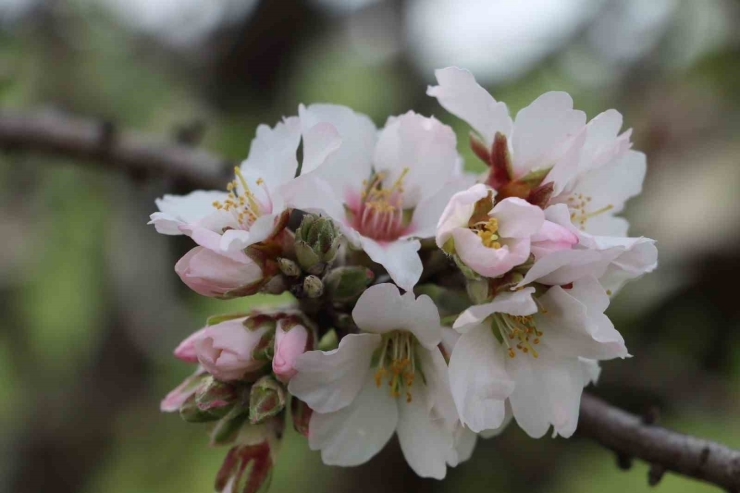 Şanlıurfa Badem Üretiminde Adıyaman İle Yarışıyor