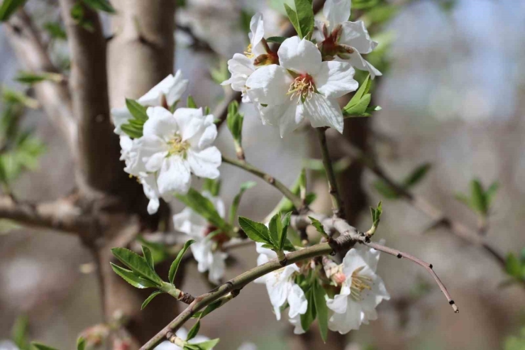 Şanlıurfa Badem Üretiminde Adıyaman İle Yarışıyor