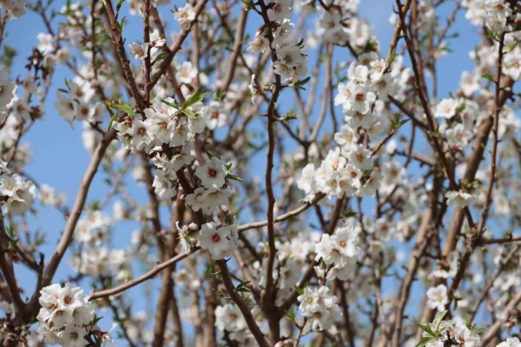 Şanlıurfa Badem Üretiminde Adıyaman İle Yarışıyor