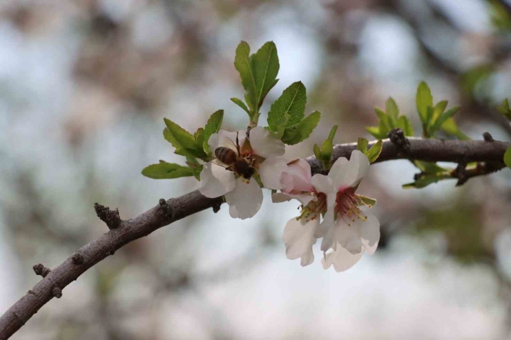 Şanlıurfa Badem Üretiminde Adıyaman İle Yarışıyor