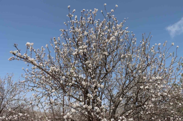 Şanlıurfa Badem Üretiminde Adıyaman İle Yarışıyor