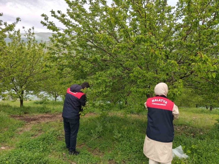 Malatya’da Dolu Sonrası Hasar Tespit Çalışmaları Başlatıldı