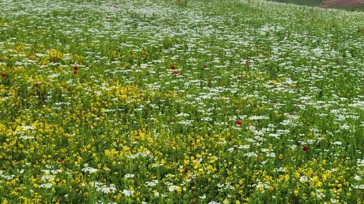 Kızılin Kanyonu Ve Çevresinde İlkbahar