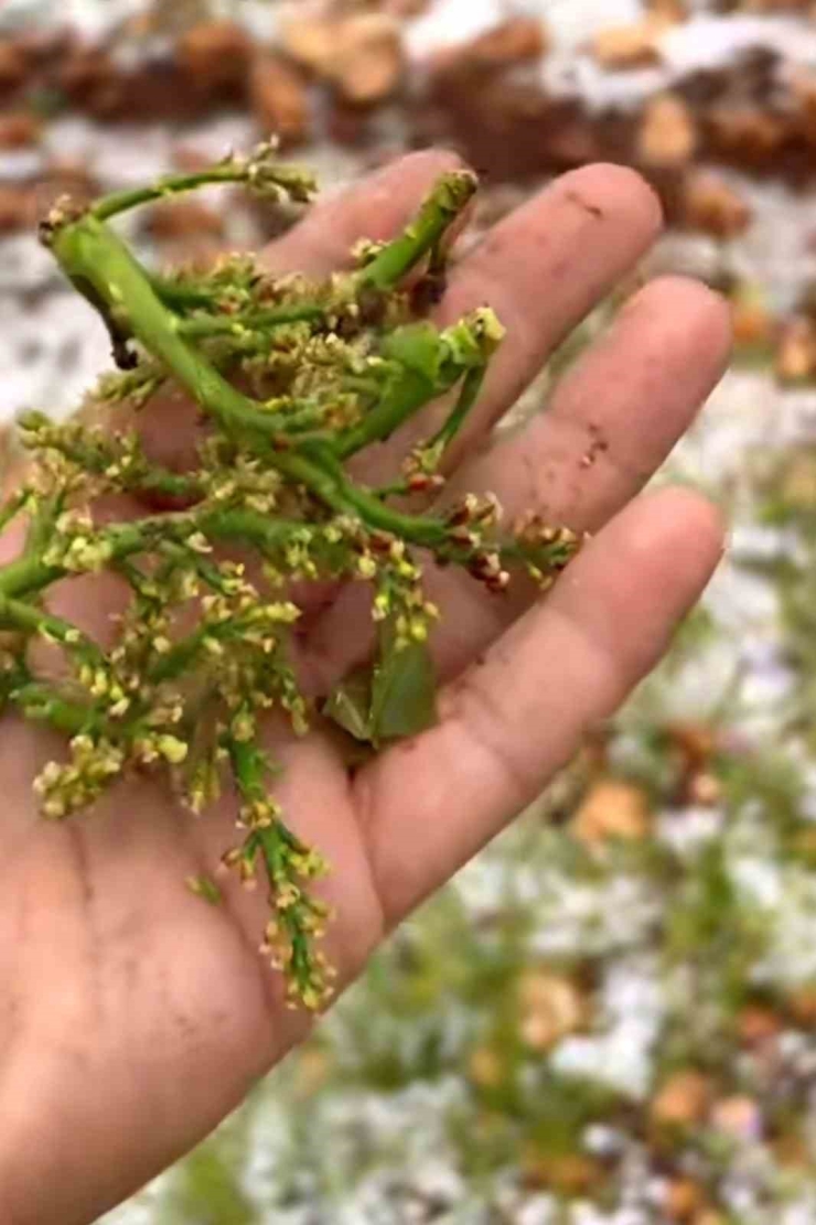 Dolu Yağışı Antep Fıstığı Bahçelerine Zarar Verdi