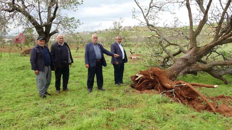 Gaziantep’te ’süper Hücre’ Fırtınası Fıstık Ağaçlarını Söktü
