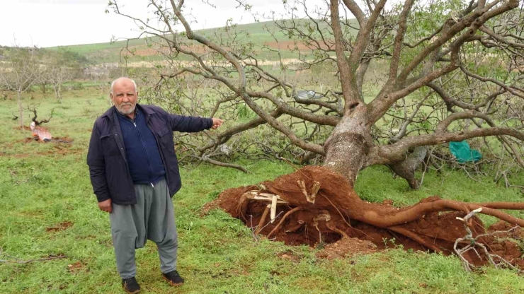 Gaziantep’te ’süper Hücre’ Fırtınası Fıstık Ağaçlarını Söktü