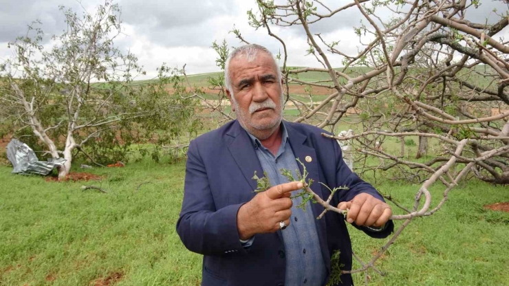 Gaziantep’te ’süper Hücre’ Fırtınası Fıstık Ağaçlarını Söktü