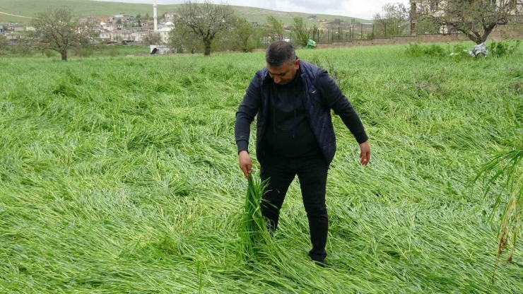 Hububatı ‘süper Hücre’ Vurdu