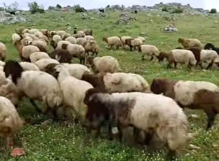Araban’da Kurbanlıklar Satışa Hazır