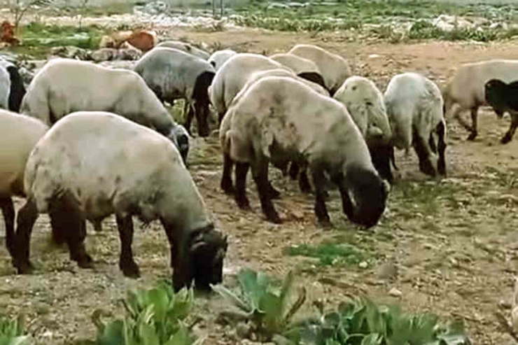 Araban’da Kurbanlıklar Satışa Hazır