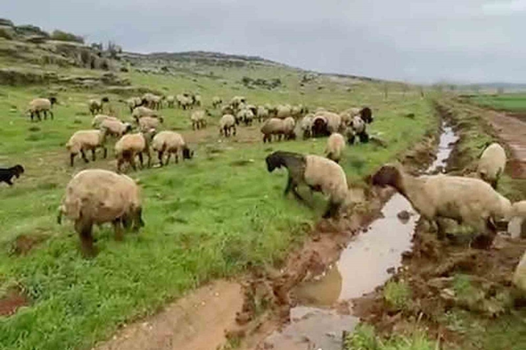 Araban’da Kurbanlıklar Satışa Hazır