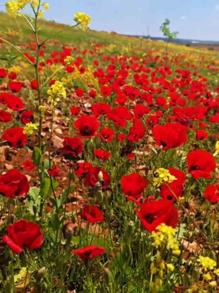 Araban Ovası’na Bahar Geldi