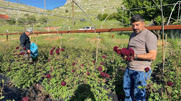 Karagül Hasadı Başladı