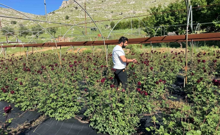 Karagül Hasadı Başladı