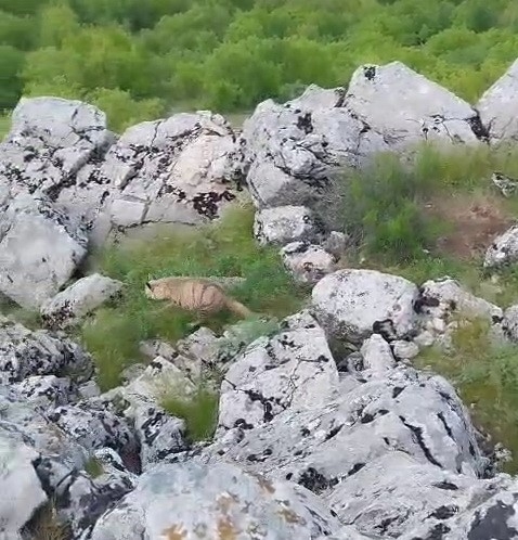 Gölbaşı İlçesinde Nesli Tükenmekte Olan Sırtlan Görüldü