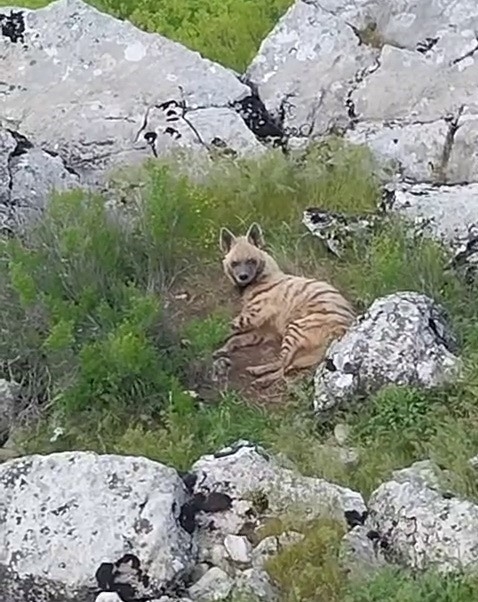 Gölbaşı İlçesinde Nesli Tükenmekte Olan Sırtlan Görüldü