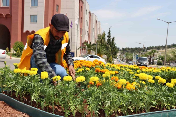 Şanlıurfa Çiçeklerle Donatıldı
