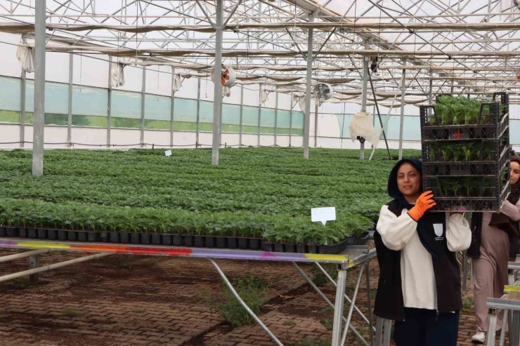 Şanlıurfa Çiçeklerle Donatıldı