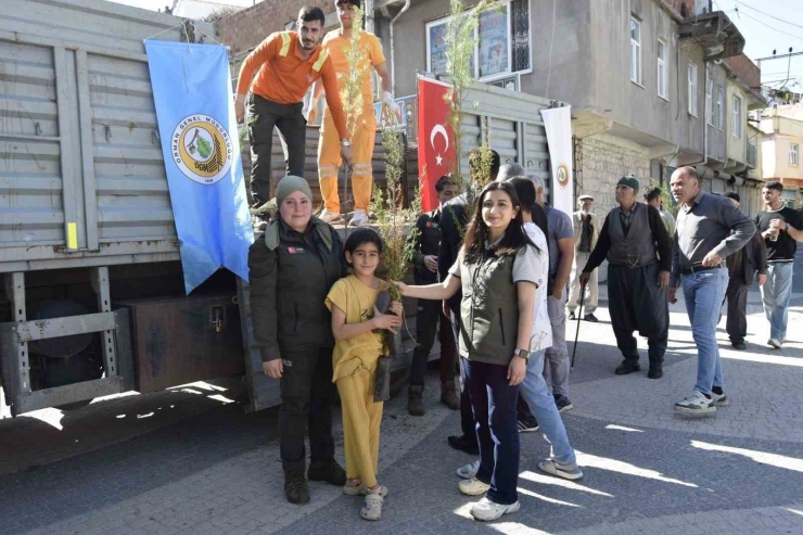 Dicle Orman İşletme Şefliği İlçede Yaklaşık Bin 500 Adet Fidan Dağıttı