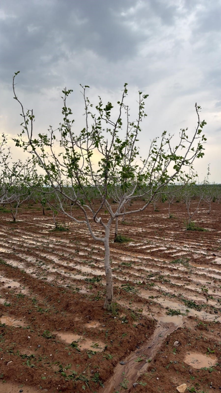 Gaziantep Kent Konseyi’nden Çiftçiler Günü Mesajı
