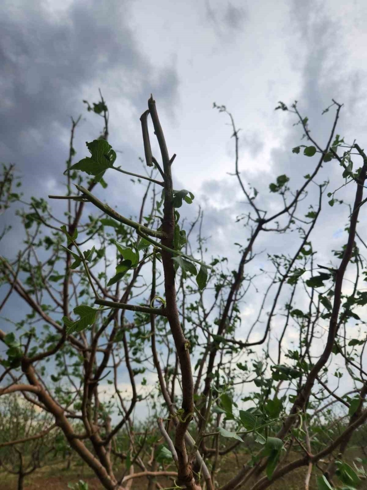Gaziantep Kent Konseyi’nden Çiftçiler Günü Mesajı