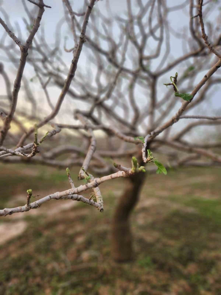 Gaziantep Kent Konseyi’nden Çiftçiler Günü Mesajı