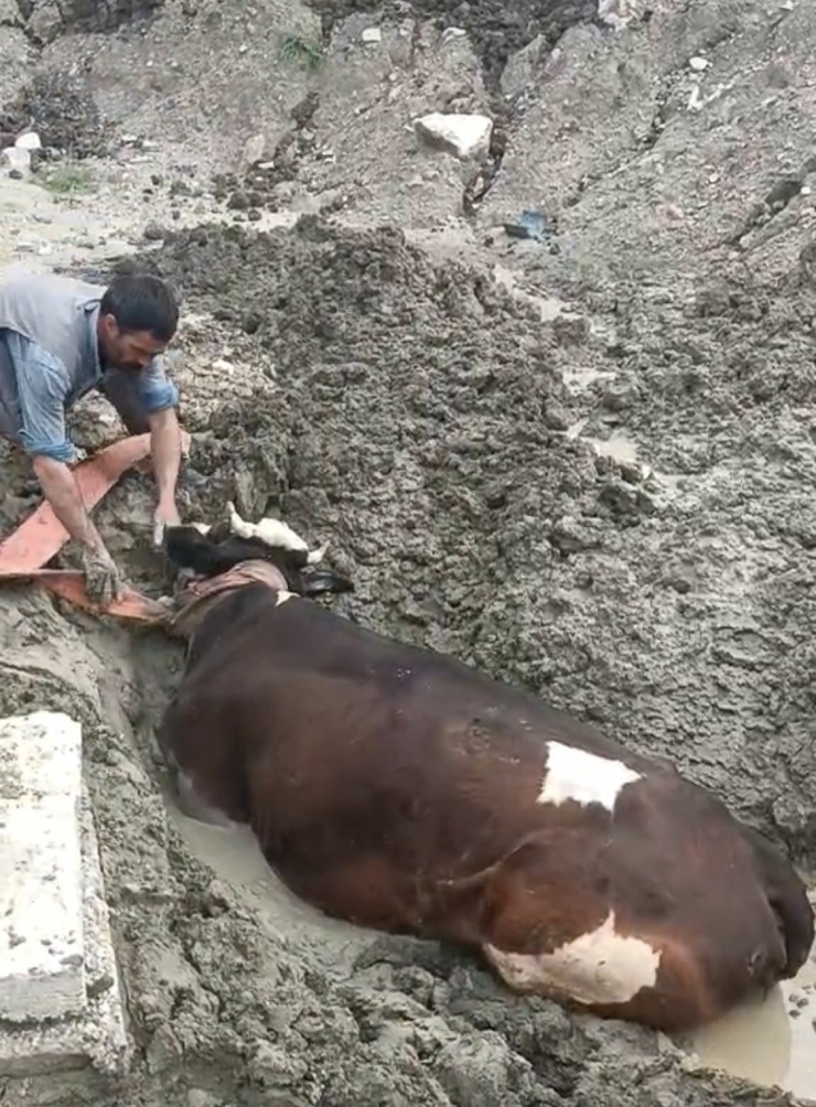Bataklıkta Mahsur Kalan İnek İş Makinesiyle Kurtarıldı